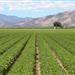 A large field with rows of green crops growing on it.