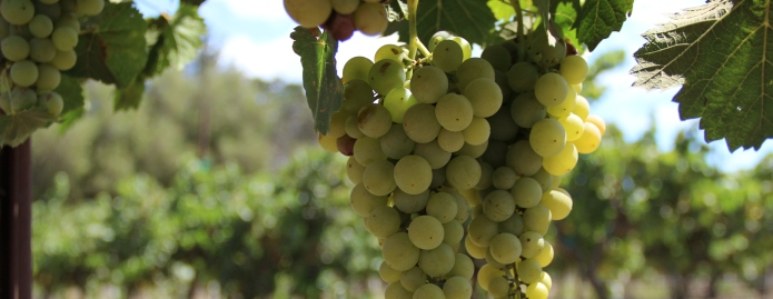 A bundle of grapes growing on a vine.